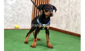 twlh-dwbrmn-doberman-150_6