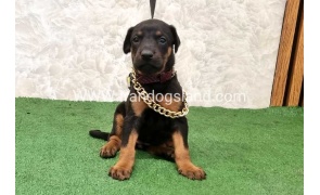 twlh-dwbrmn-doberman-151_6