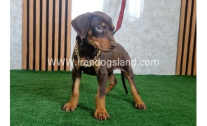 twlh-dwbrmn-doberman-154_5
