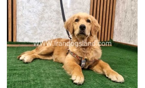 twlh-gldn-rtrywr-golde-retriwer-70_8