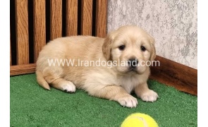 twlh-gldn-rtrywr-golde-retriwer-79_7