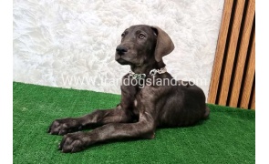 twlh-gryt-dyn-greatdane-173_5