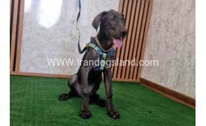 twlh-gryt-dyn-greatdane-176_4