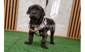 twlh-gryt-dyn-greatdane-178_8