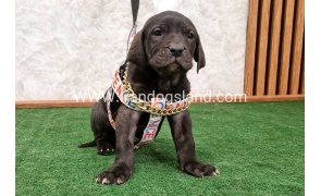twlh-gryt-dyn-greatdane-180_2