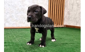 twlh-gryt-dyn-greatdane-183_5
