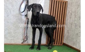 twlh-gryt-dyn-greatdane-194_9