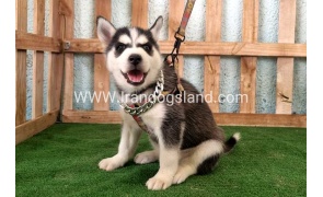 twlh-hasky-husky-392_1