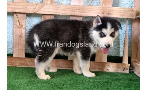 twlh-hasky-husky-395_5