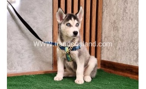 twlh-hasky-husky-410_7