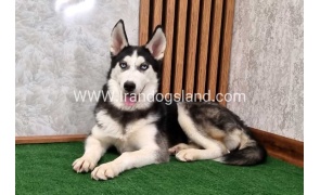 twlh-hasky-husky-411_6