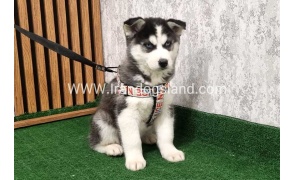 twlh-hasky-husky-437_5