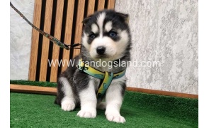 twlh-hasky-husky-442_5