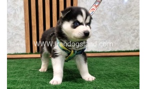 twlh-hasky-husky-443_7