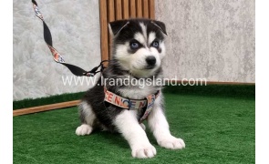 twlh-hasky-husky-448_7