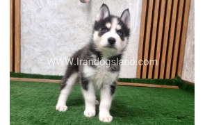 twlh-hasky-husky-449_10