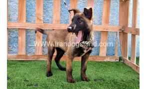 twlh-malynwyz-malinois-168_11