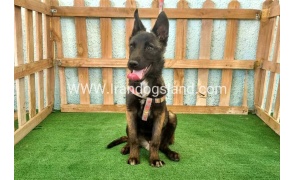 twlh-malynwyz-malinois-177_6_1645792321