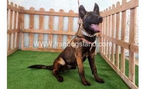 twlh-malynwyz-malinois-178_1