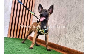 twlh-malynwyz-malinois-179_5
