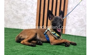 twlh-malynwyz-malinois-181_2