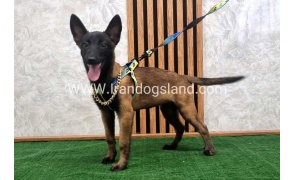 twlh-malynwyz-malinois-183_8