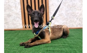 twlh-malynwyz-malinois-184_5