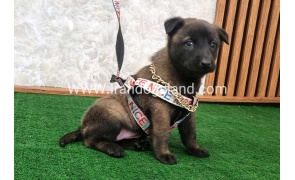 twlh-malynwyz-malinois-186_4