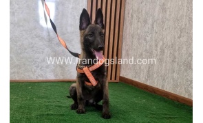 twlh-malynwyz-malinois-204_9