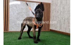 twlh-malynwyz-malinois-205_11