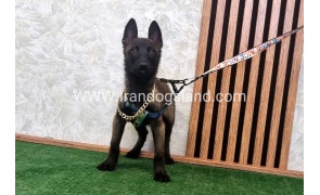 twlh-malynwyz-malinois-413_6