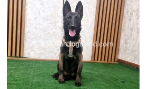twlh-malynwyz-malinois-419_1