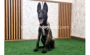 twlh-malynwyz-malinois-422_1