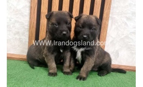 twlh-malynwyz-malinois-423_18