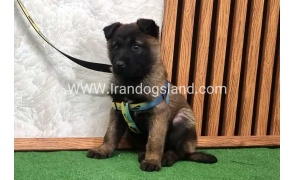 twlh-malynwyz-malinois-427_7_1295437999