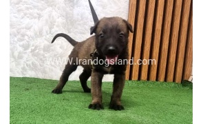 twlh-malynwyz-malinois-436_2