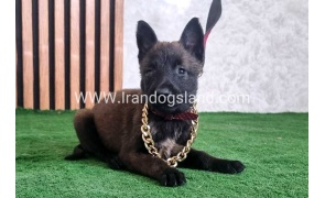twlh-malynwyz-malinois-438_3