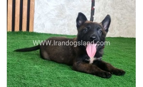 twlh-malynwyz-malinois-439_8