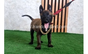 twlh-malynwyz-malinois-440_1