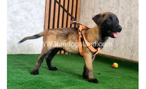 twlh-malynwyz-malinois-441_1