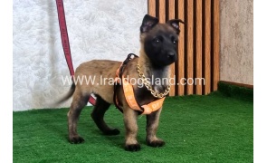 twlh-malynwyz-malinois-442_5