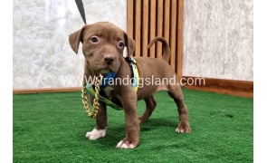 twlh-pytbwl-pitbull-111_2