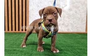 twlh-pytbwl-pitbull-112_6