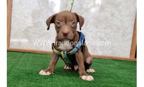 twlh-pytbwl-pitbull-113_1
