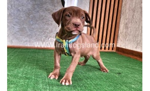 twlh-pytbwl-pitbull-114_7