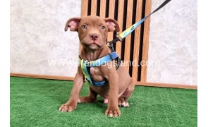 twlh-pytbwl-pitbull-115_4