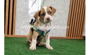 twlh-pytbwl-pitbull-120_3