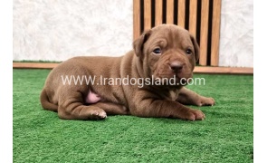 twlh-pytbwl-pitbull-142_5