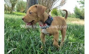 twlh-pytbwl-pitbull-143_5