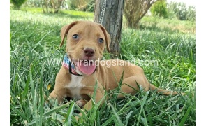 twlh-pytbwl-pitbull-144_1_559754560